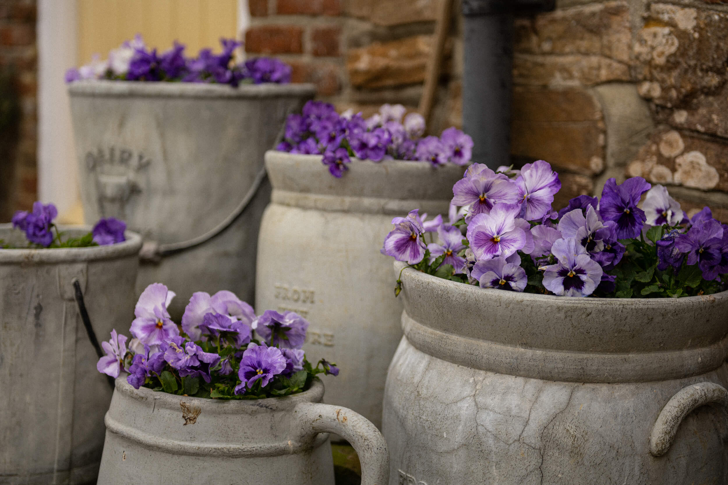 Flowers in old milk urns