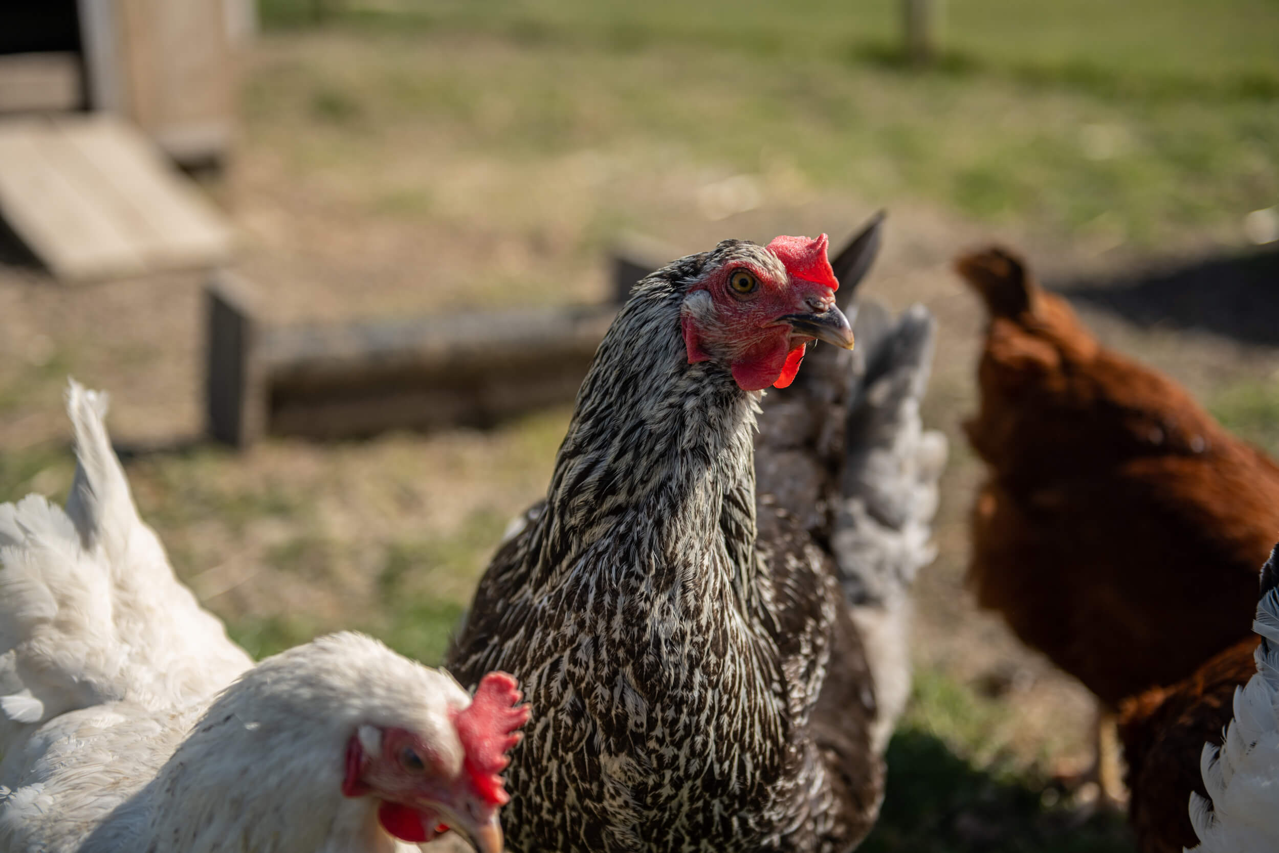 a cockerel at Coldharbour