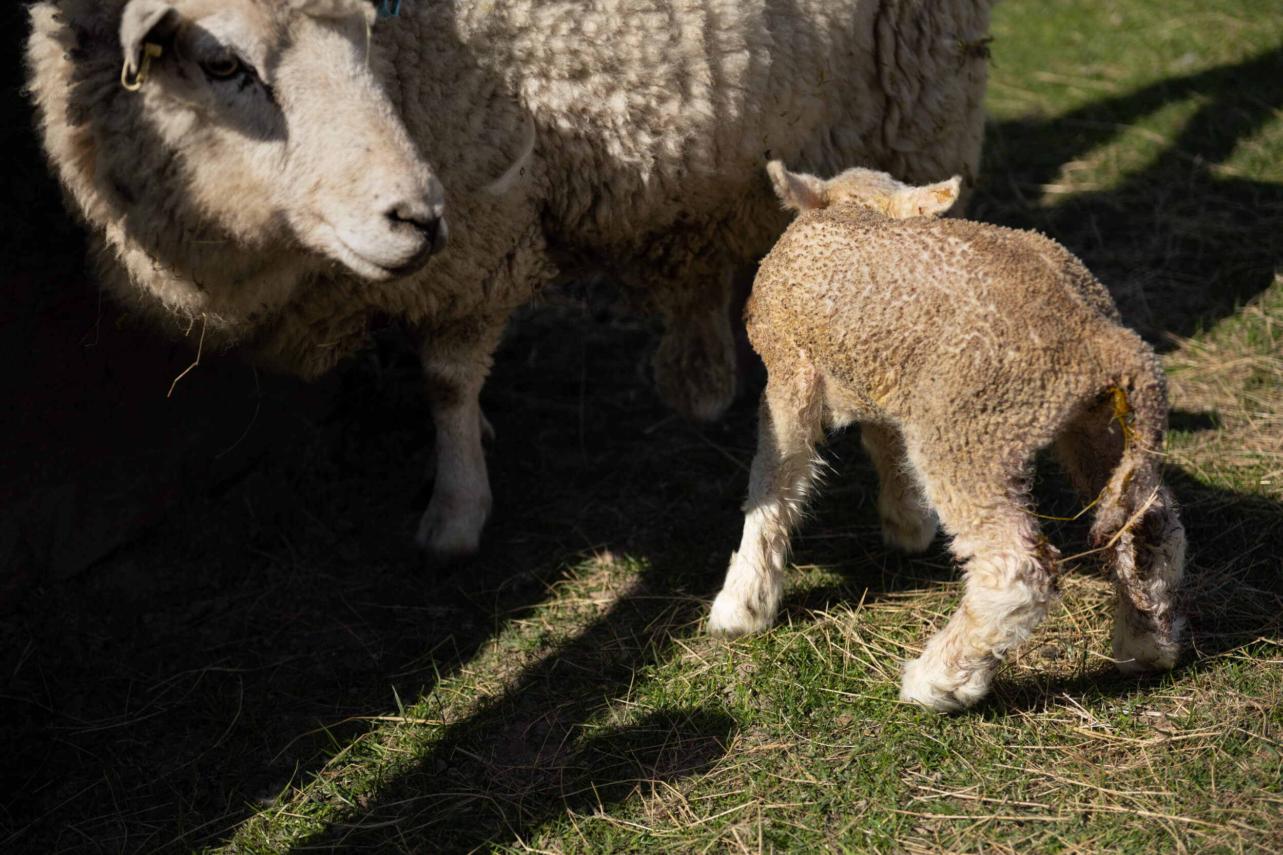 A sheep and a lamb