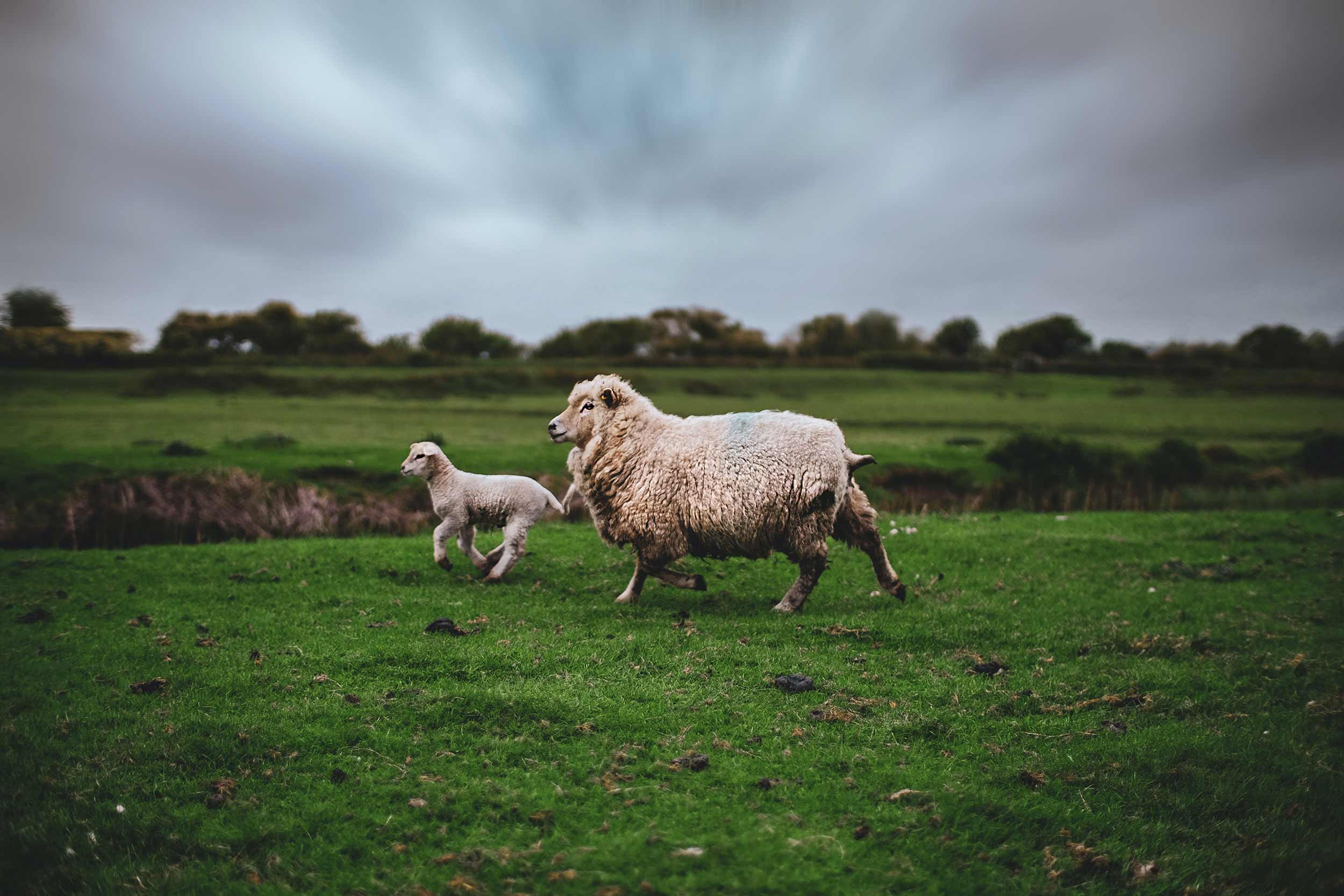 Sheep running in a field