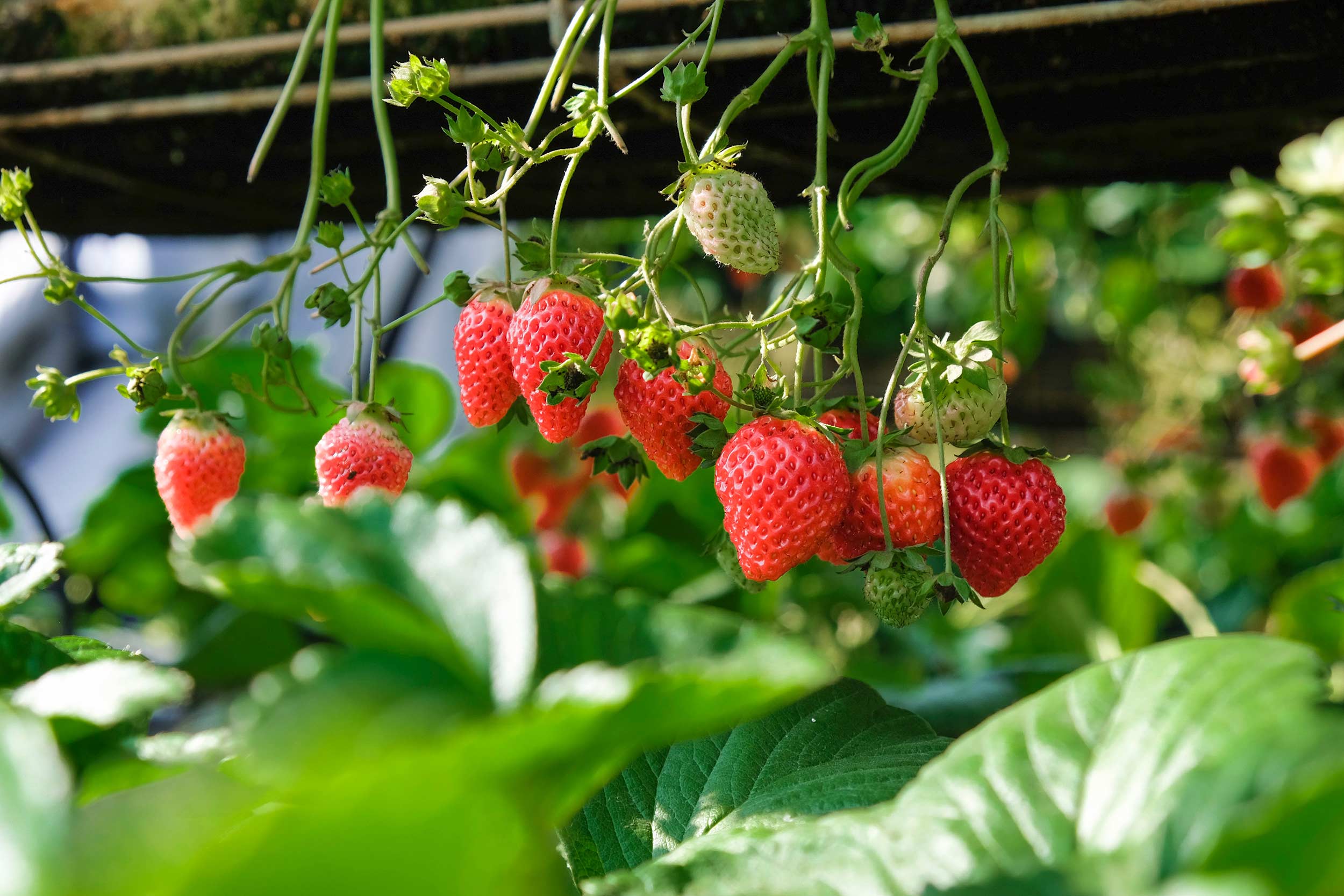 Strawberries on the vine