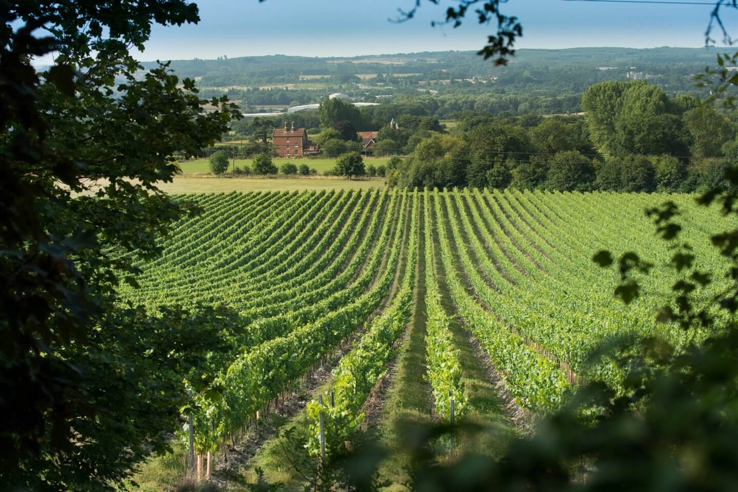 Chapel down vineyard