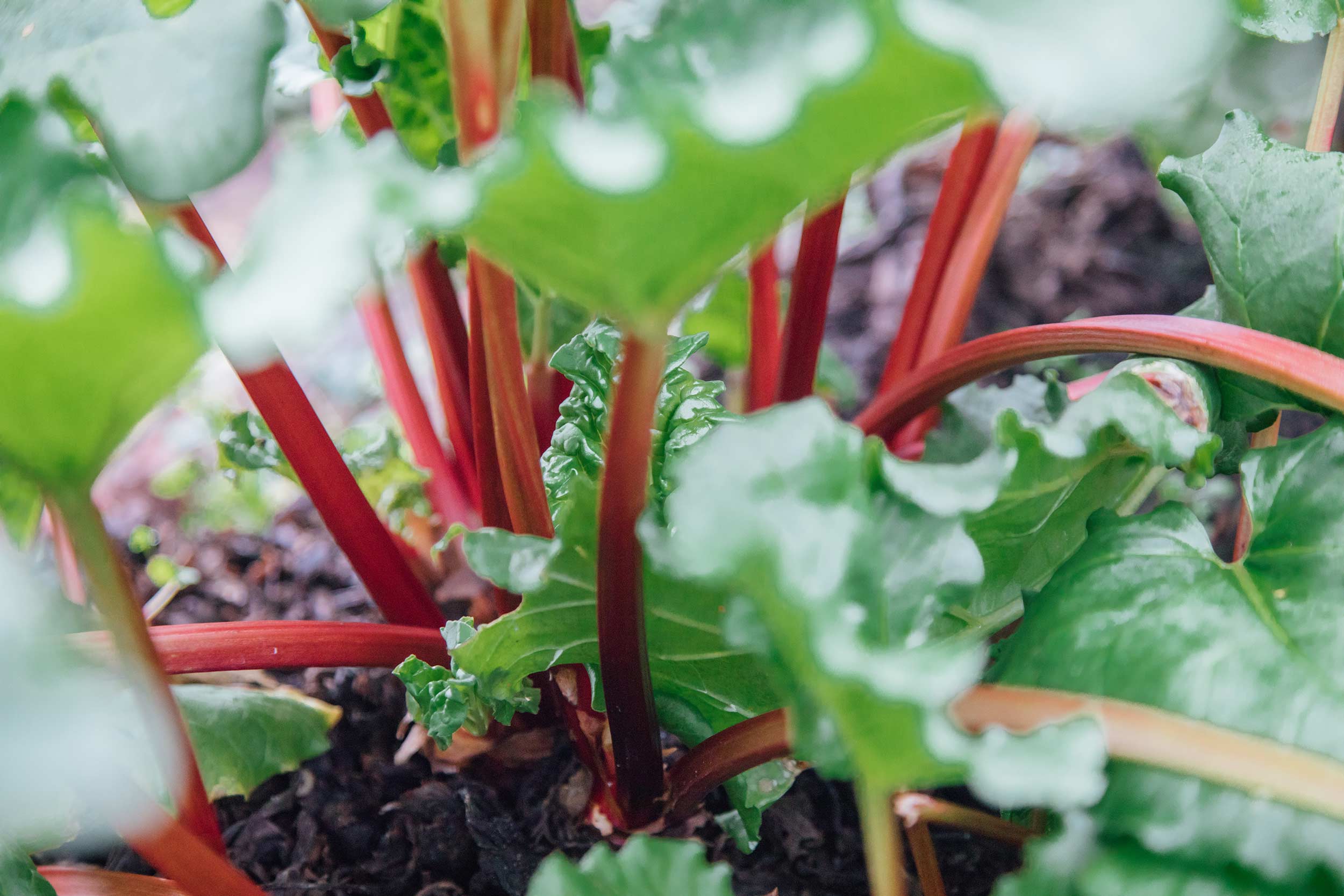Rhubarb growing