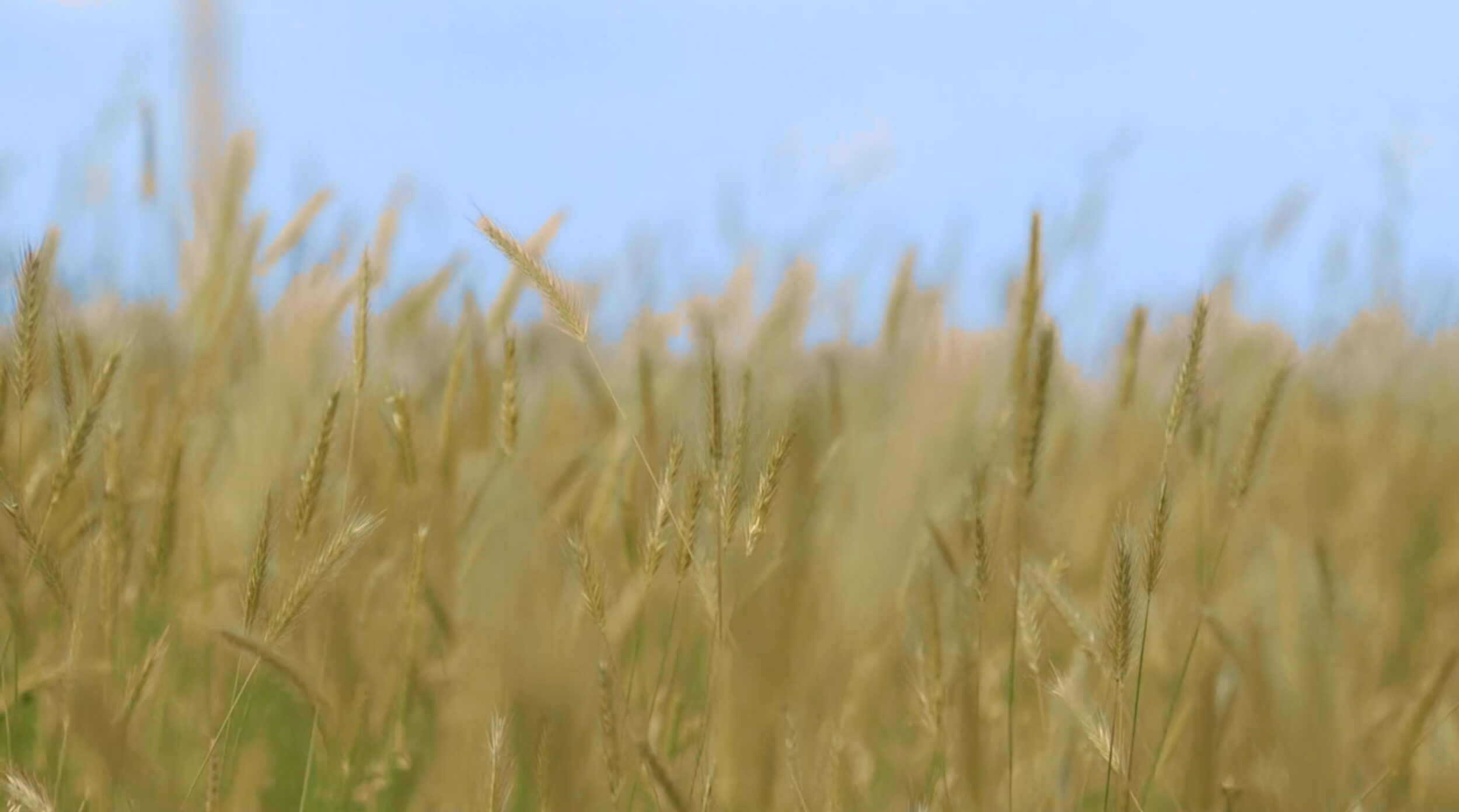 Fields at Coldharbour